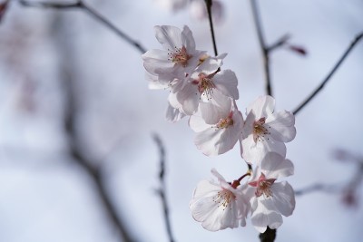 樱桃“科希根”淡粉色