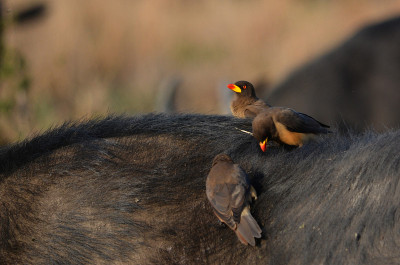 Oxpeckers