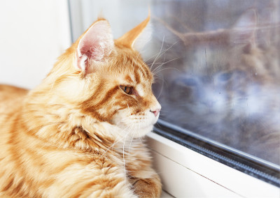 红色缅因猫往窗外看