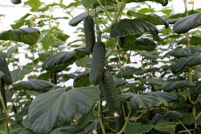 黄瓜在植物里