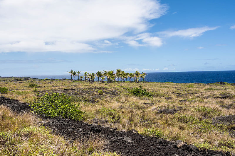 夏威夷火山国家公园熔岩流上的棕榈树