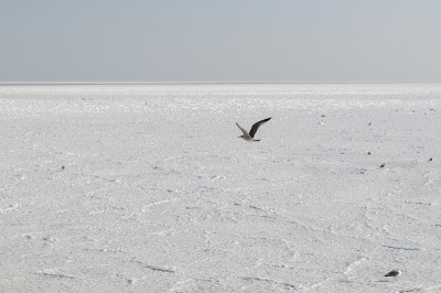 冬天，海鸥在冰天雪地的波罗的海上空飞翔