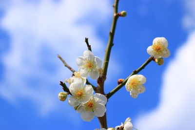 梅，花，春，花，节日，乡村，
