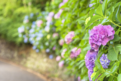 日本紫色的绣球花，叫做味斋，沿着asaka -no-komichi路。