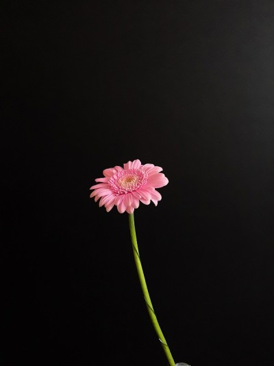 粉红色的马鞭草的花