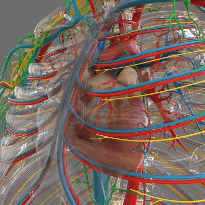 人体心脏与循环系统解剖医学概念3D