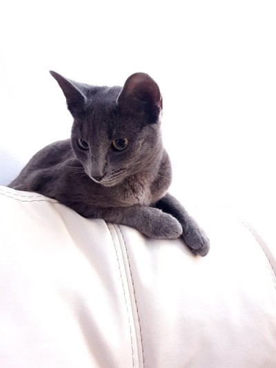 查特鲁小猫