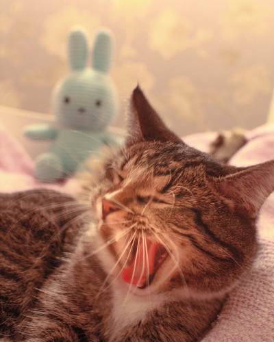 蓬松的灰色的猫