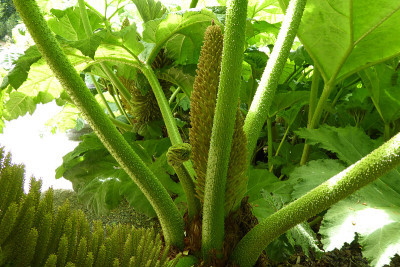 Gunnera manicata - Trebah花园-康沃尔，英格兰，英国