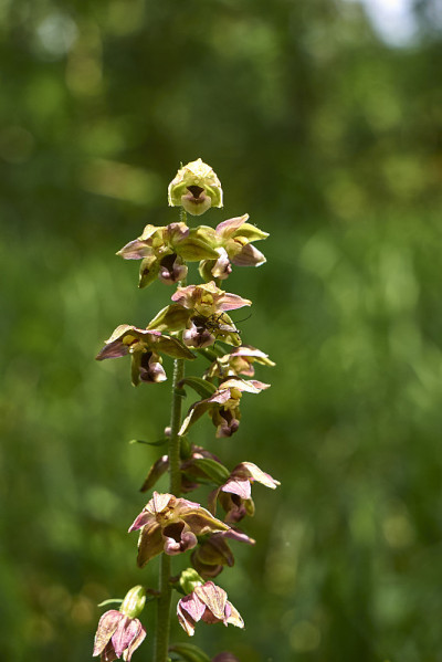 Helleborine epiipactis盛开