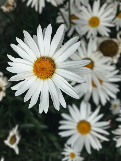 雏菊