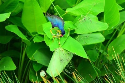 紫鸡从鳄鱼旗茎上拔花