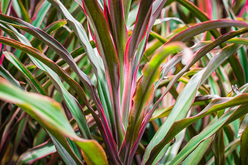 Cordyline叶子背景