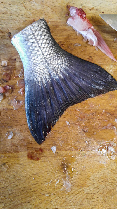 尾鳍预科