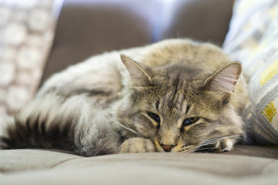 缅因库恩猫