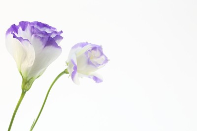 Eustoma