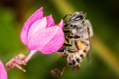 蜜蜂在巴西