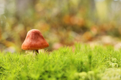 在秋天的森林里，青苔上的蘑菇呈绿色背景