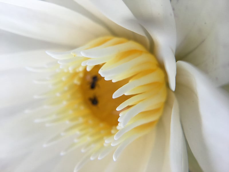 蜜蜂在美丽的白莲花