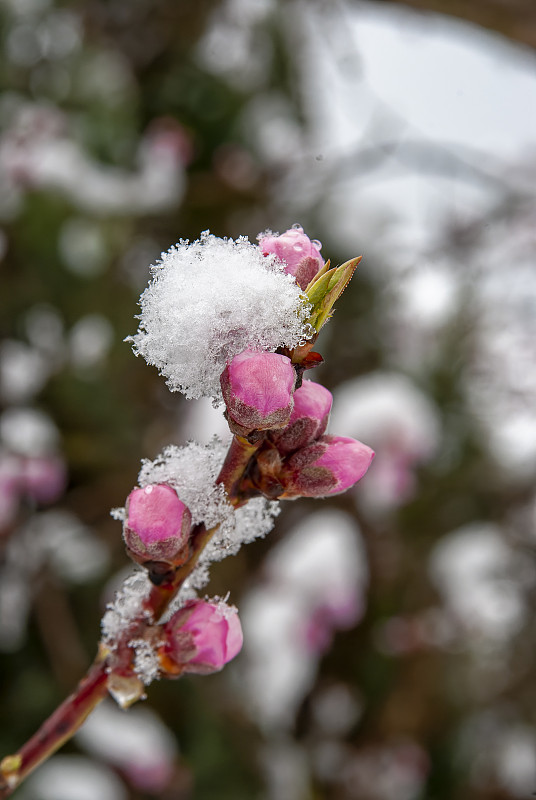 peach buds and frozen snow