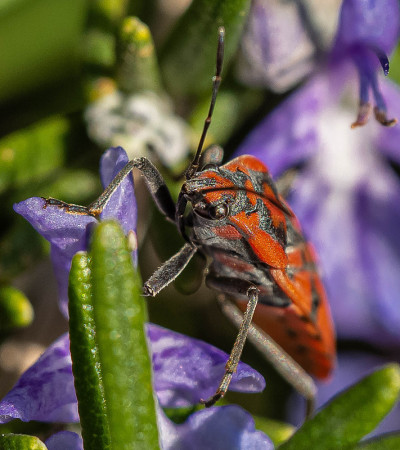 Pyrrhocoris apterus