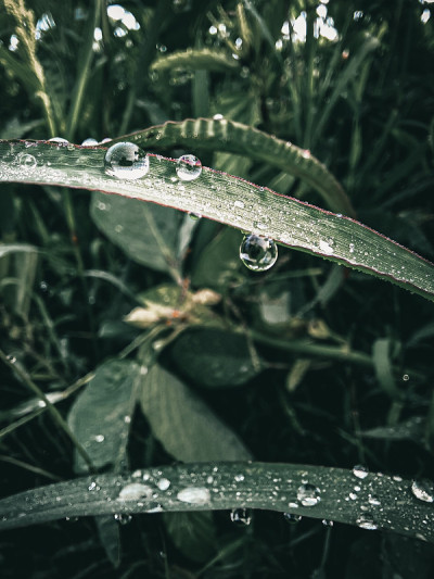 树叶和水滴