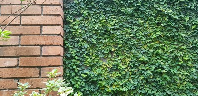 墙上的绿色攀缘无花果或桑科无花果，最好用作背景