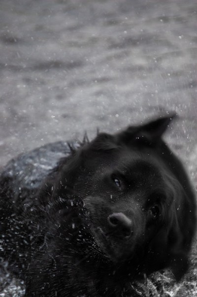 黑狗7
