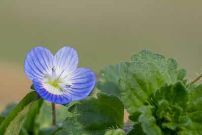 普通的speedwell (veronica arvensis)