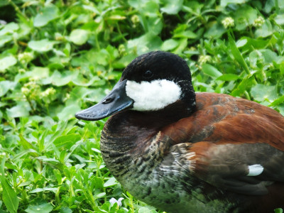 红鸭(Oxyura jamaicensis)