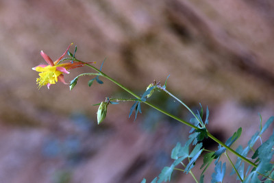 黄色花耧斗菜