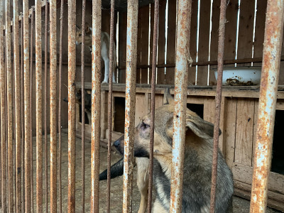 动物收容所的狗