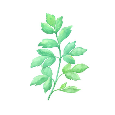 明亮的水彩叶子孤立的白色背景