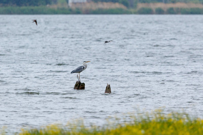 苍鹭(Ardea cinerea)
