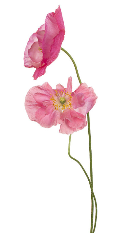 花孤立