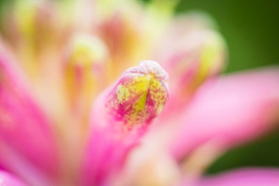 花盛开