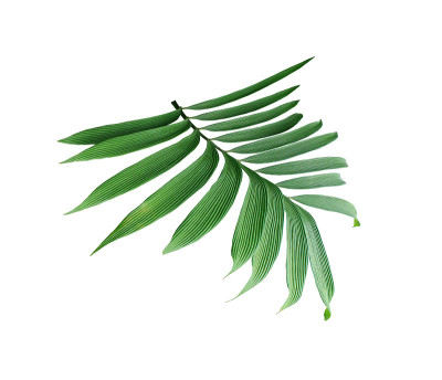 绿叶的棕榈树孤立在白色的背景