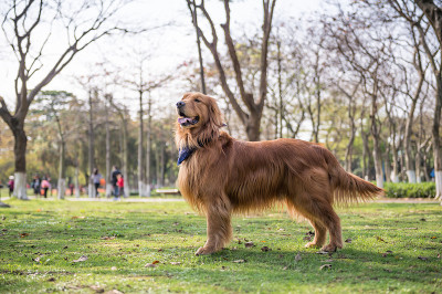 金毛猎犬在户外的草地上