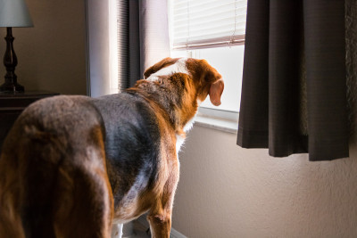 一只好奇的比格猎犬向窗外望去。