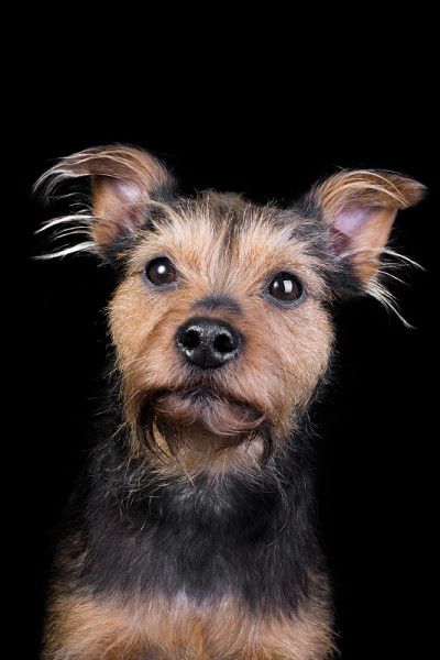博德猎狐犬