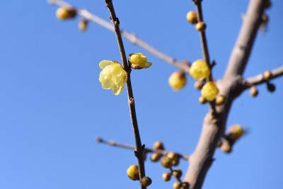 冬天甜蜜的花朵。