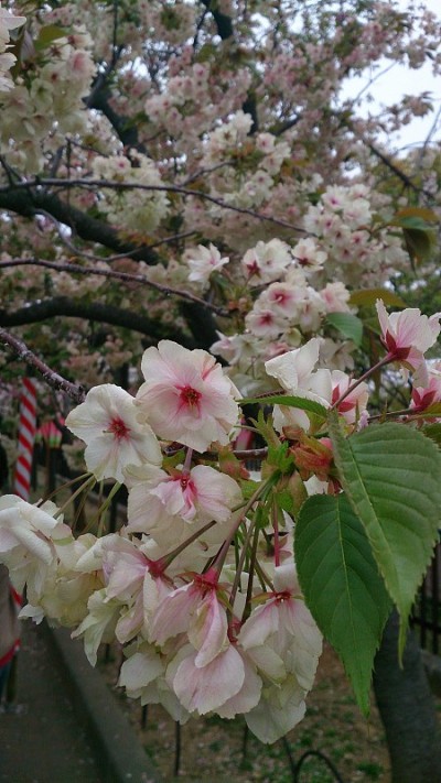 桃花源春