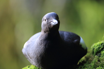 鸽子Guillemot，美国俄勒冈海岸