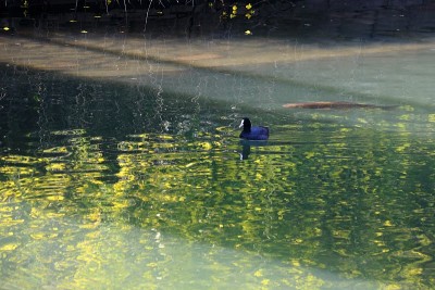 日本茉莉花闪光，秋西公园早春(高知县高知市)