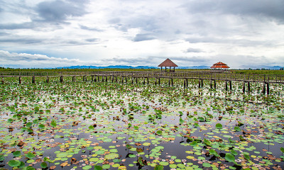 Sam Roi Yot淡水沼泽，走过沼泽，在泰国Prachuap Khiri Khan的Sam Ro