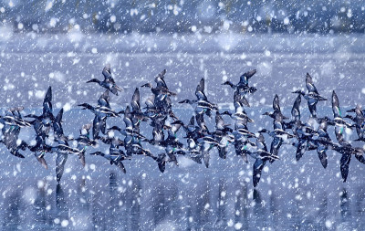 冬季和鸟类。雪下降。白色蓝色的自然背景。
