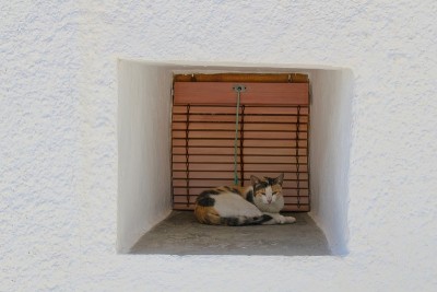 家猫