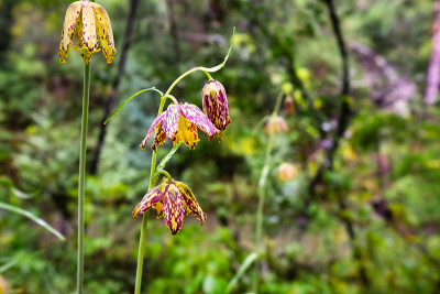 近距离的检查百合(贝母affinis)野花盛开在森林在旧金山海湾地区，加利福尼亚州