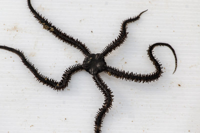 Starfish or sea stars are star-shaped echinoderms 