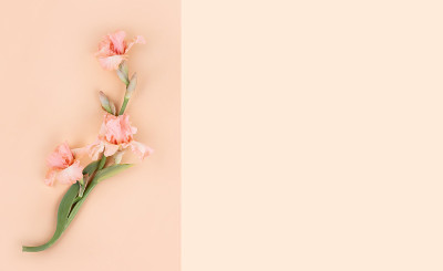 背景上的花。